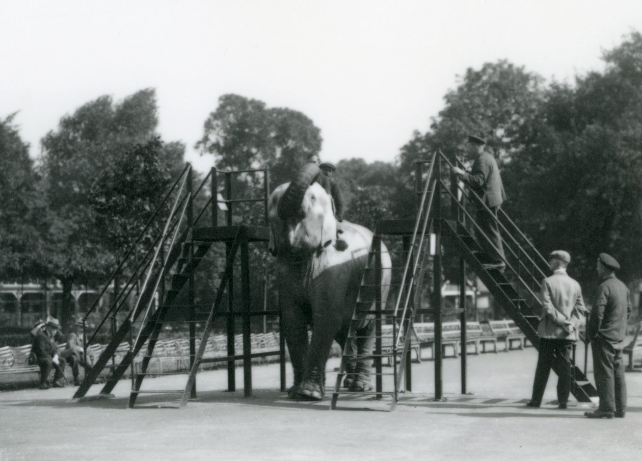 Syed Ali trénuje Indianani, zatímco ostatní zaměstnanci a ošetřovatelé přihlížejí, Londýnská zoo, červen 1922 (černobílá fotografie) od Frederick William Bond