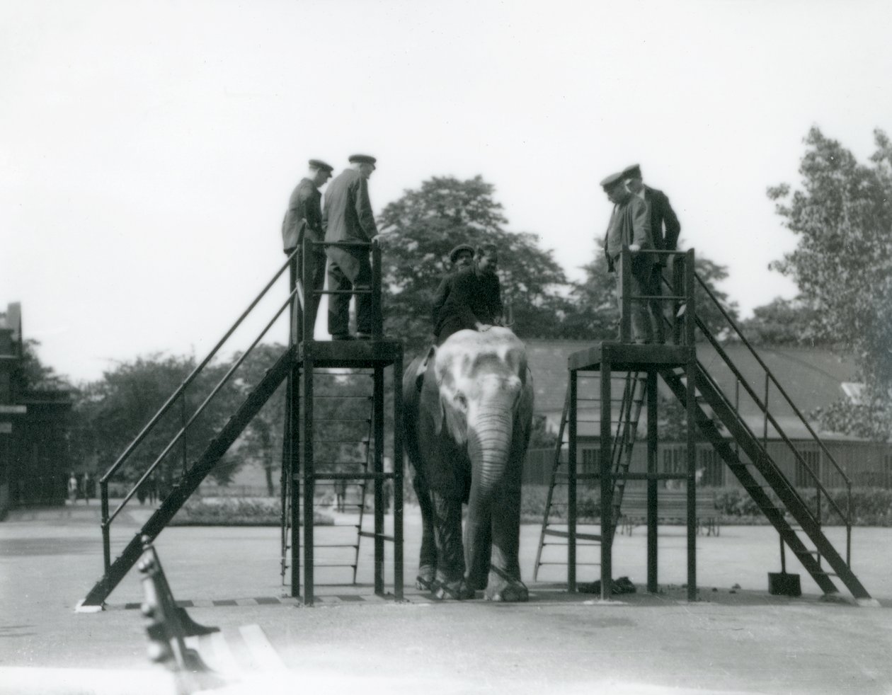 Syed Ali trénuje Indianani, zatímco ostatní zaměstnanci a ošetřovatelé přihlížejí, Londýnská zoo, červen 1922 (černobílá fotografie) od Frederick William Bond