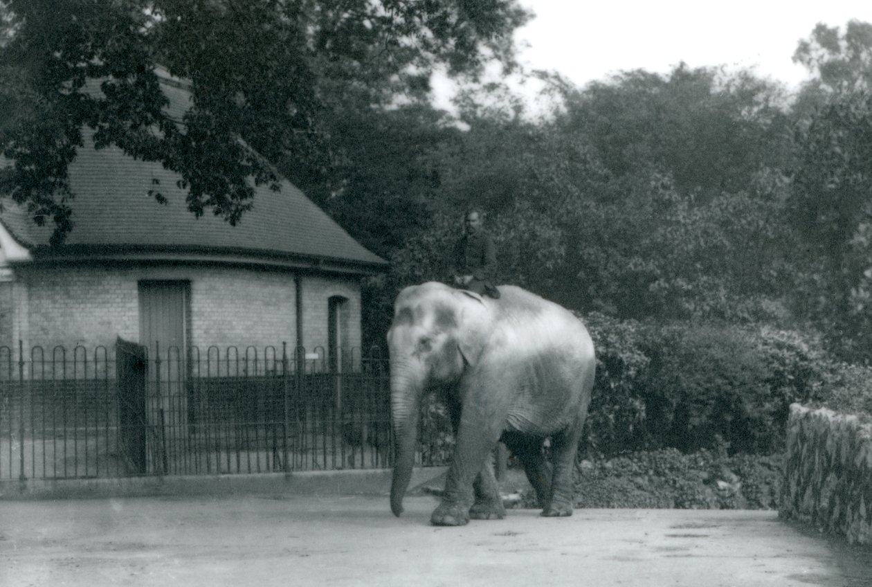 Syed Ali trénuje Indianani, zatímco ostatní zaměstnanci a ošetřovatelé přihlížejí, Londýnská zoo, červen 1922 (černobílá fotografie) od Frederick William Bond