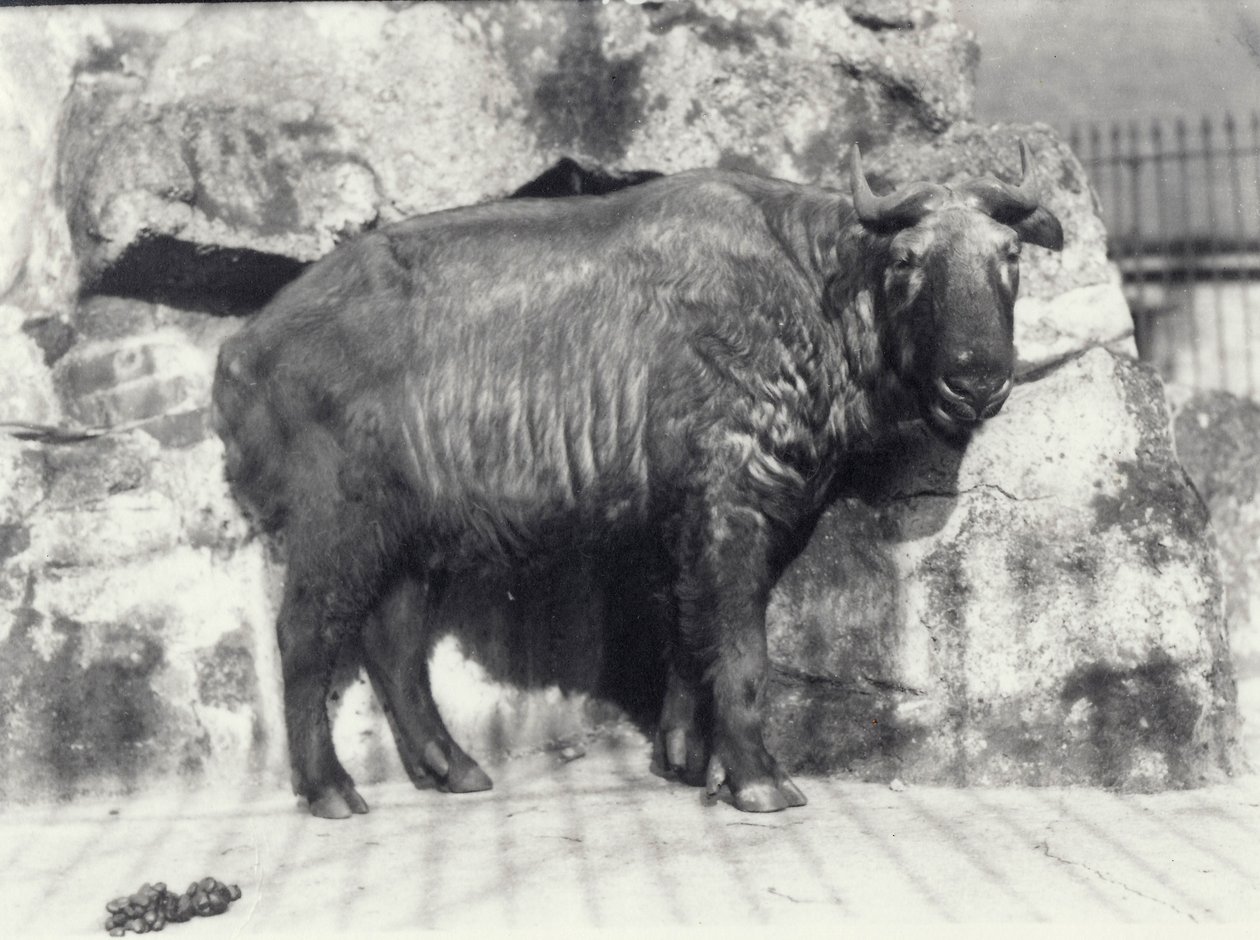 Takin, také známý jako kamzík z dobytka nebo koza gnu, v londýnské zoo od Frederick William Bond