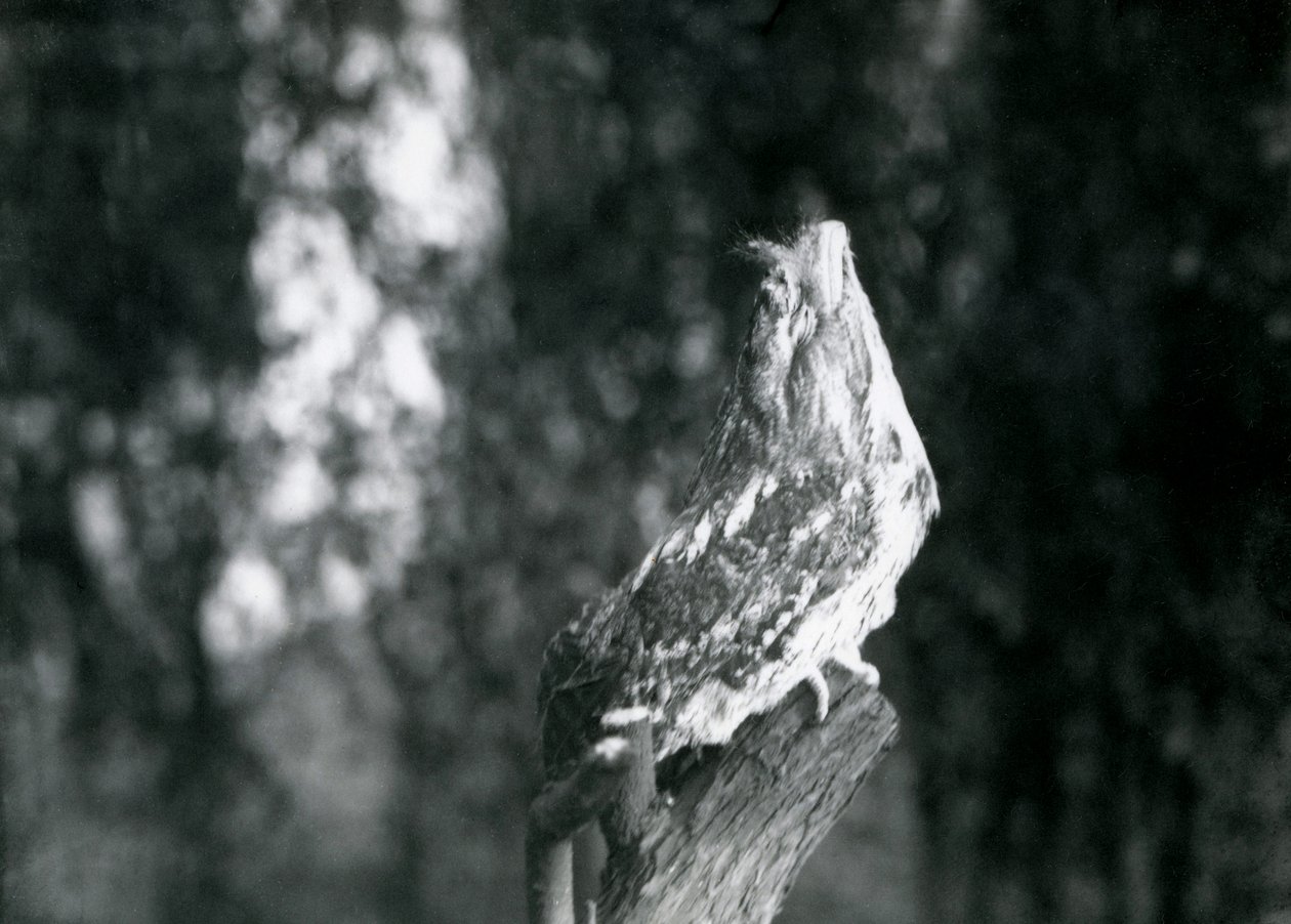 Kryptické opeření a odpočinková póza žabky tuponosé, která se maskuje na větvi v londýnské zoo, prosinec 1921. od Frederick William Bond