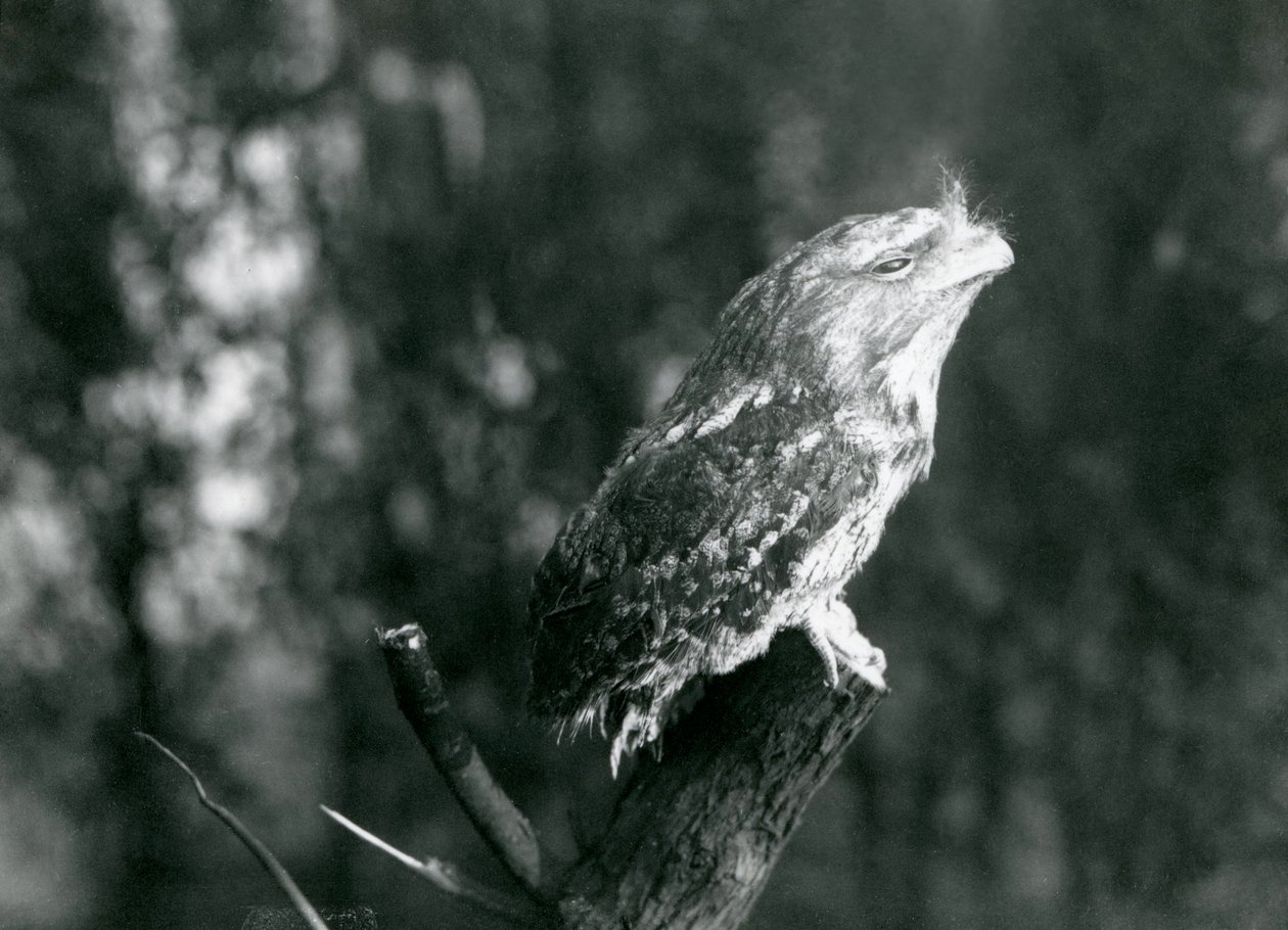 Tajemné opeření a klidová póza Tawny Frogmouth ji maskuje na větvi v londýnské zoo, prosinec 1921 od Frederick William Bond
