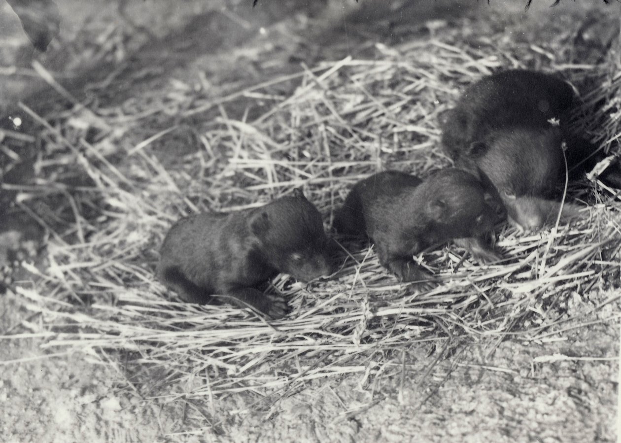 Tři mláďata medvědů hnědých a černých ve věku 5 nebo 6 týdnů v londýnské zoo, únor 1920 od Frederick William Bond