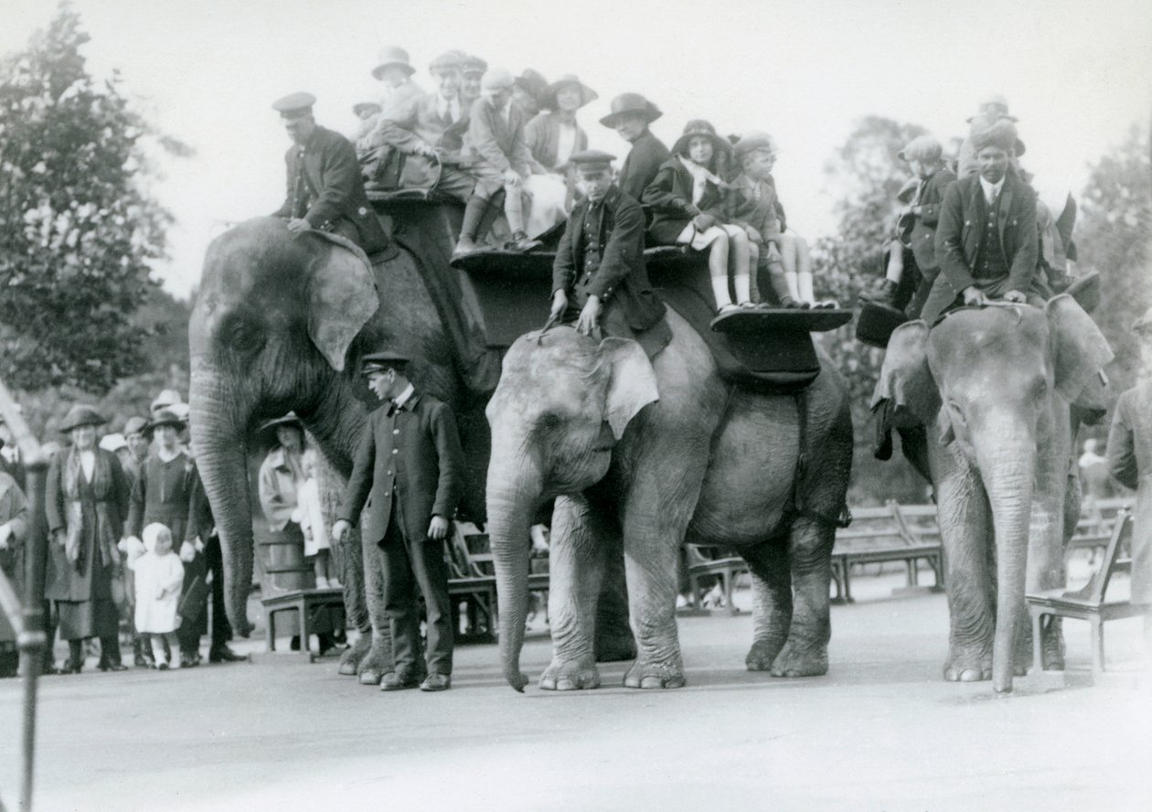 Tři indičtí sloni poskytující návštěvnické projížďky v londýnské zoo, 1923 (černobílá fotografie) od Frederick William Bond