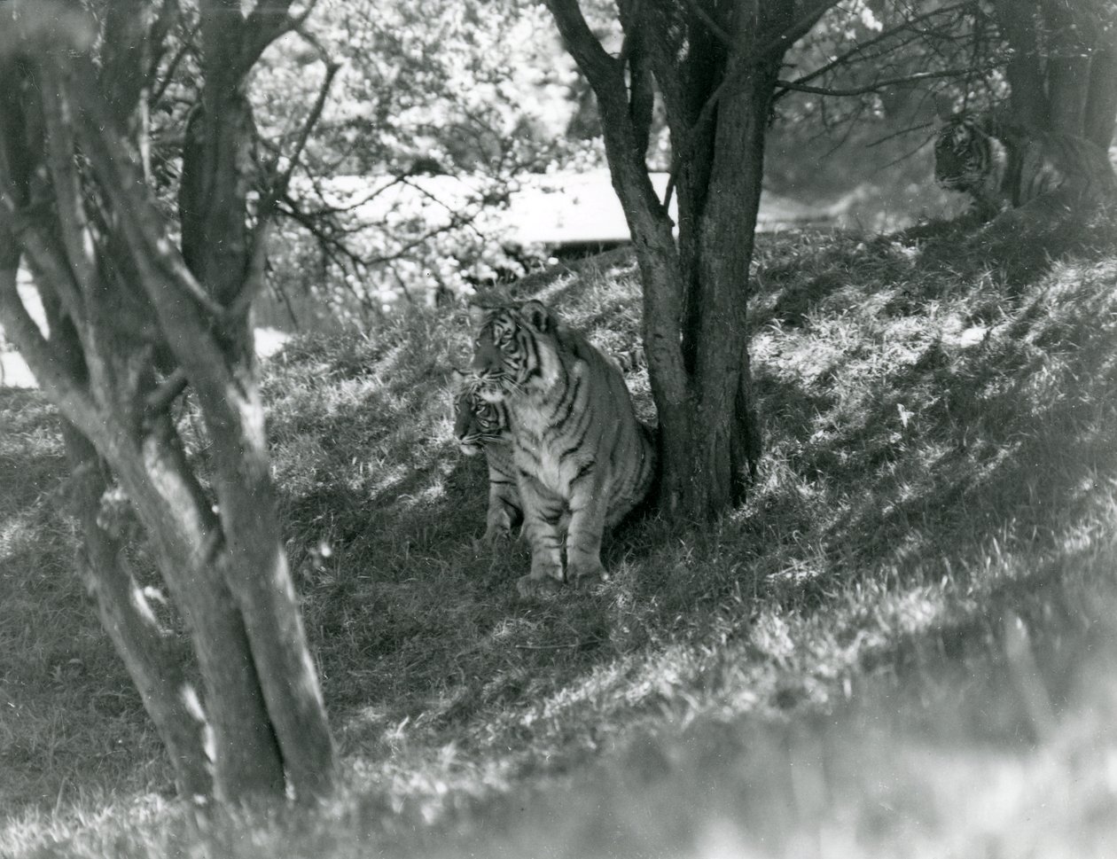 Tři tygři odpočívají pod malými stromy v novém výběhu ve Whipsnade, květen 1934. od Frederick William Bond