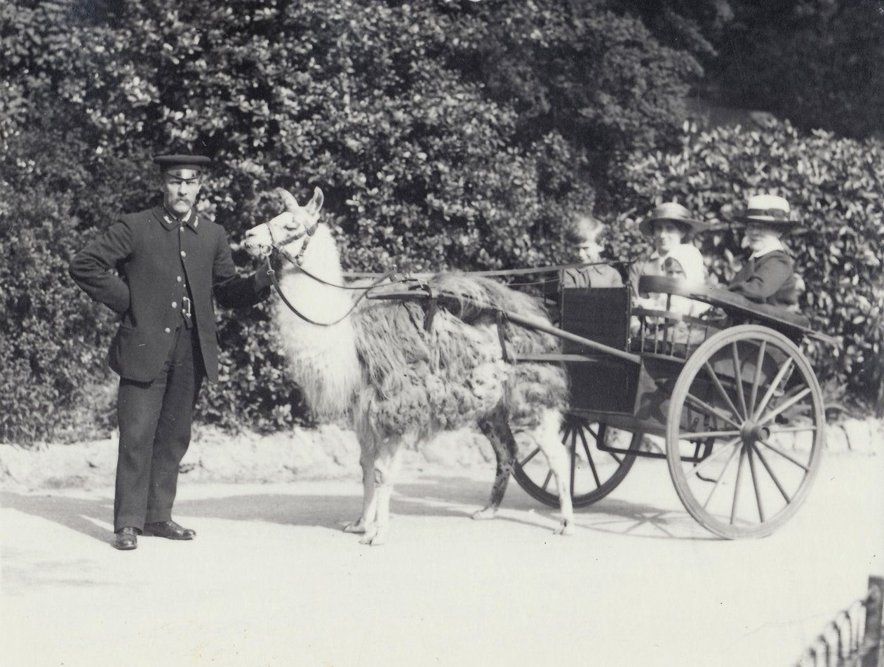 Tři návštěvníci včetně mladého chlapce, jedoucího na voze taženém lamou s ošetřovatelem, Londýnská zoo, květen 1914 od Frederick William Bond
