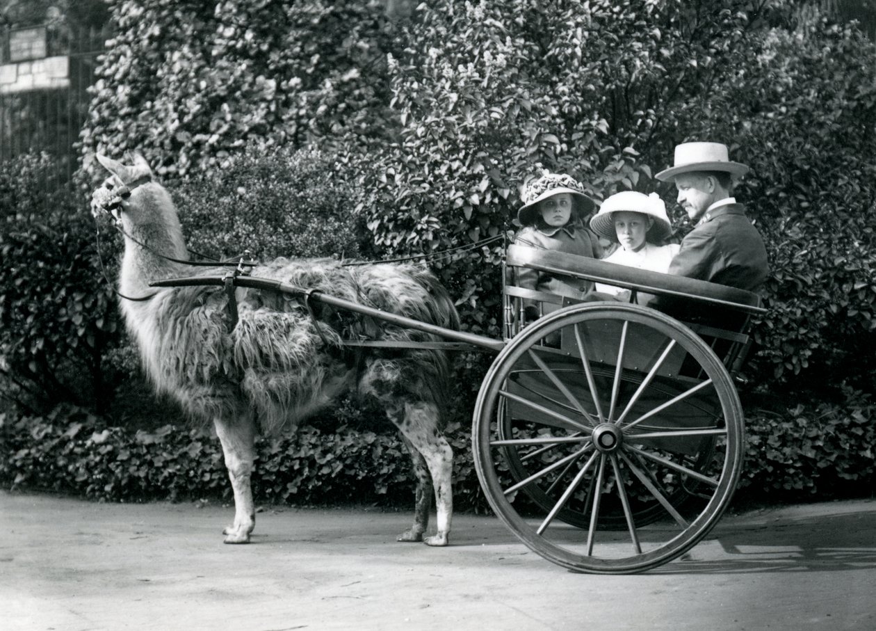 Tři návštěvníci, včetně dvou mladých dívek, jedoucí na voze taženém lamou, Londýnská zoo, kolem roku 1912 od Frederick William Bond