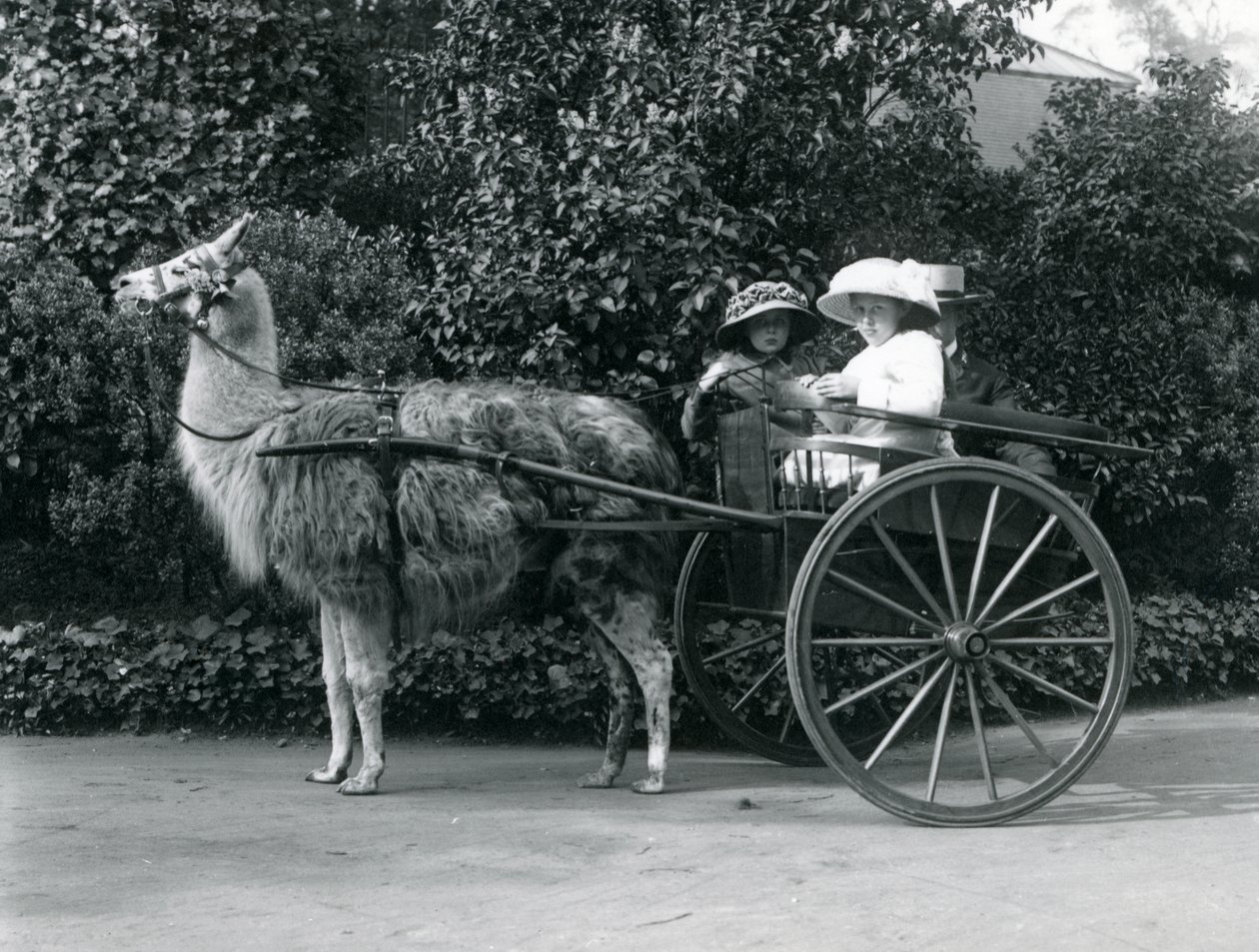 Tři návštěvníci, včetně dvou mladých dívek, jedoucí na voze taženém lamou, Londýnská zoo, kolem roku 1912 od Frederick William Bond
