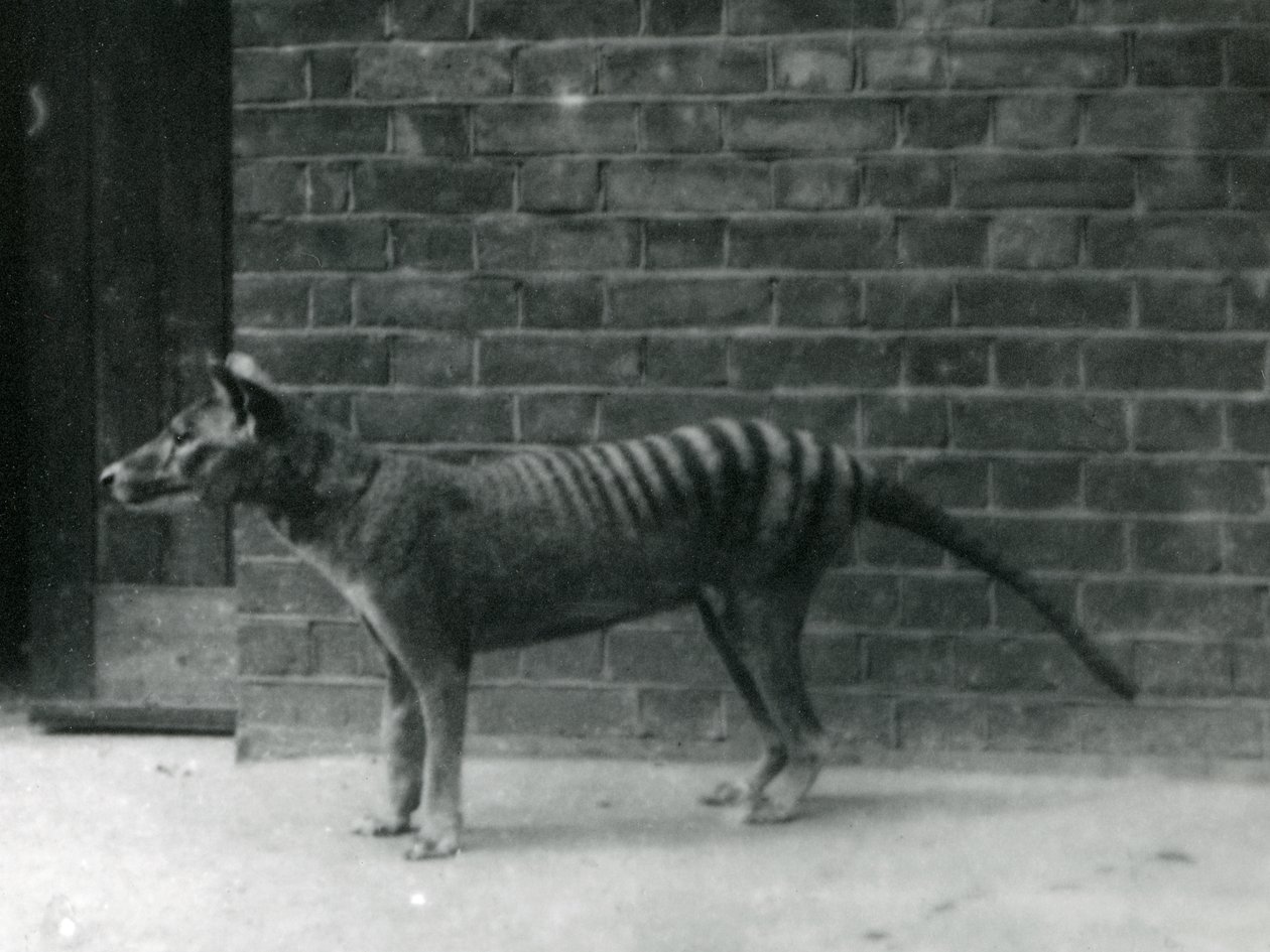 Thylacine tasmánský vlk v londýnské zoo. Předpokládá se, že Thylacine vyhynul v roce 1933. Celkově londýnská zoo vystavovala v letech 1850 až 1931 20 thylacinů. od Frederick William Bond