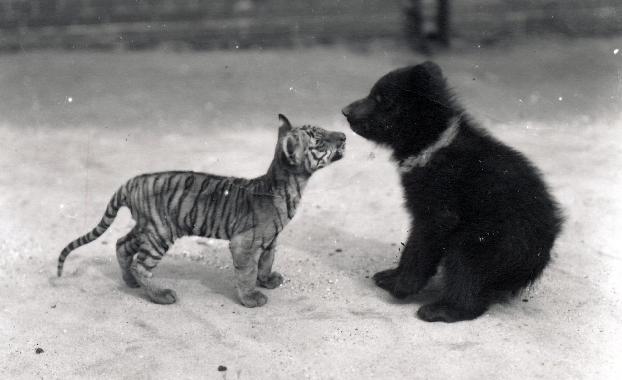 Setkání tygřice s medvědicí, 1914 od Frederick William Bond