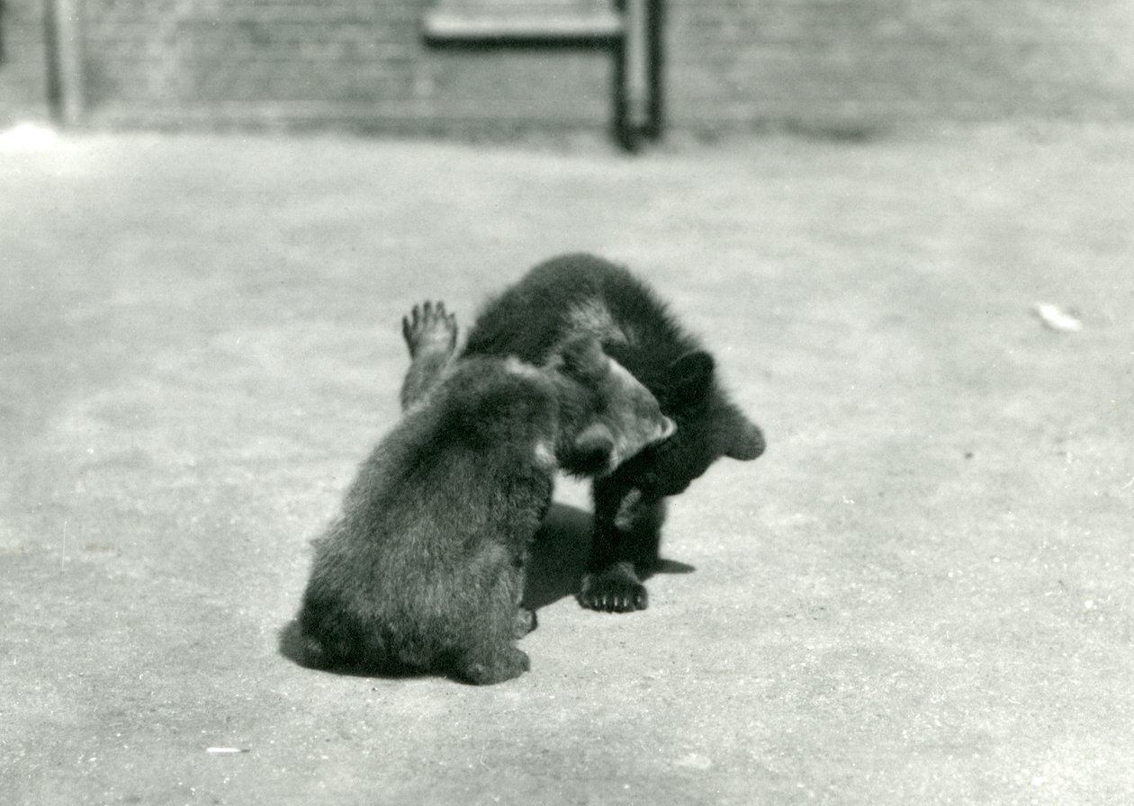 Dvě mláďata medvěda hnědého dovádějící v londýnské zoo, červen 1914 od Frederick William Bond