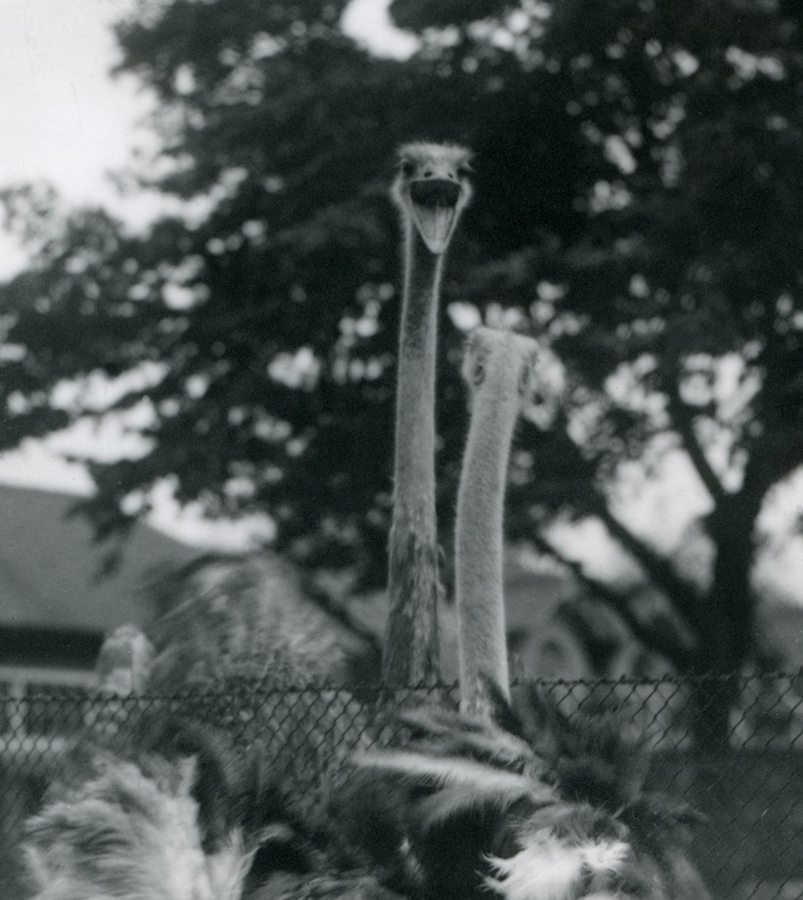 Dva pštrosi se zdraví přes plot v londýnské zoo, 1923 (černobílá fotografie) od Frederick William Bond