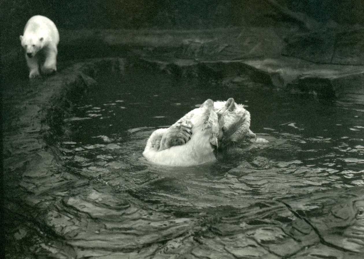 Dva lední medvědi dovádějí v bazénu, zatímco kolem nich prochází další medvěd, Londýnská zoo, červen 1922. od Frederick William Bond