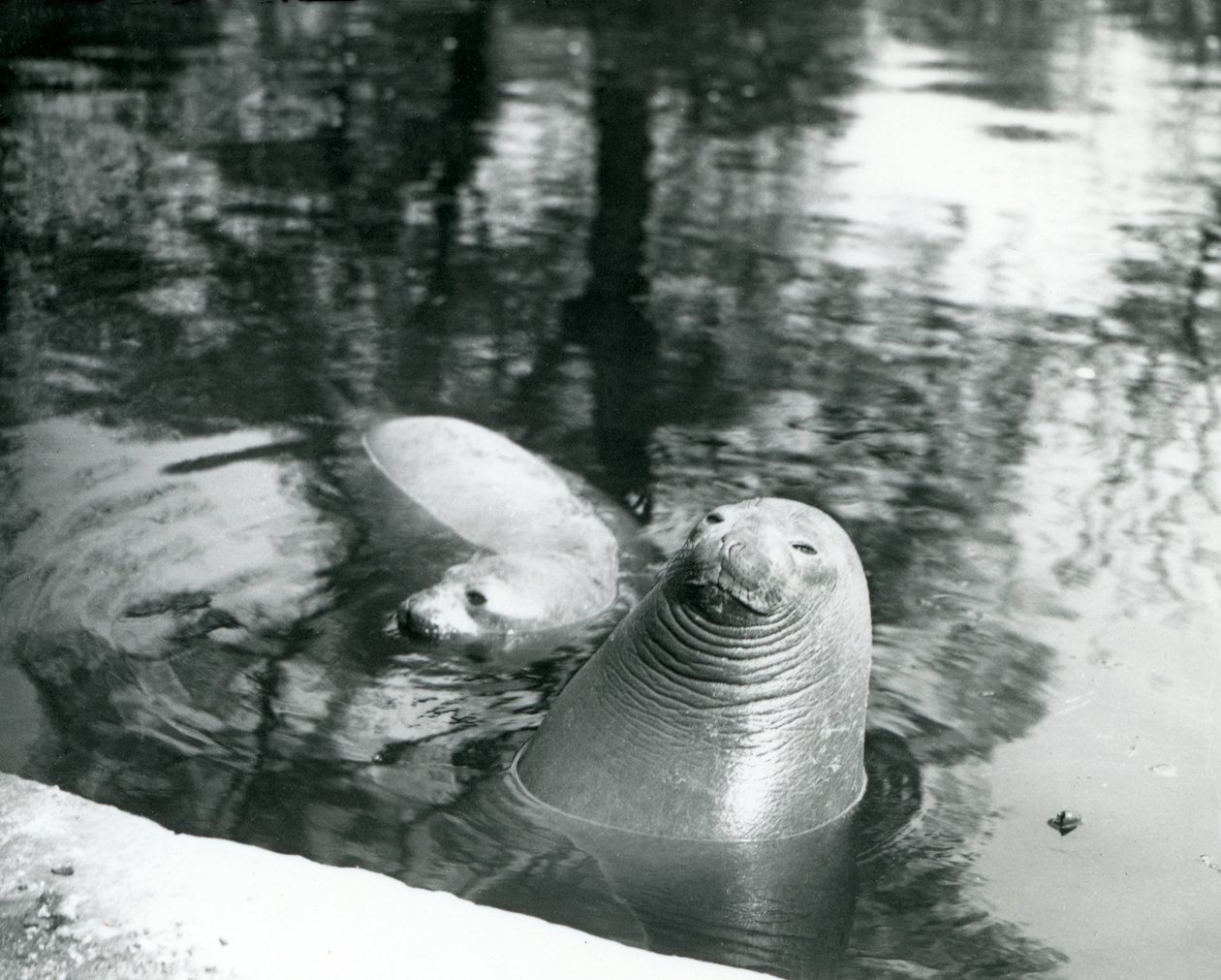 Dva tuleni sloní ve svém bazénu v londýnské zoo, 20. dubna 1914 od Frederick William Bond