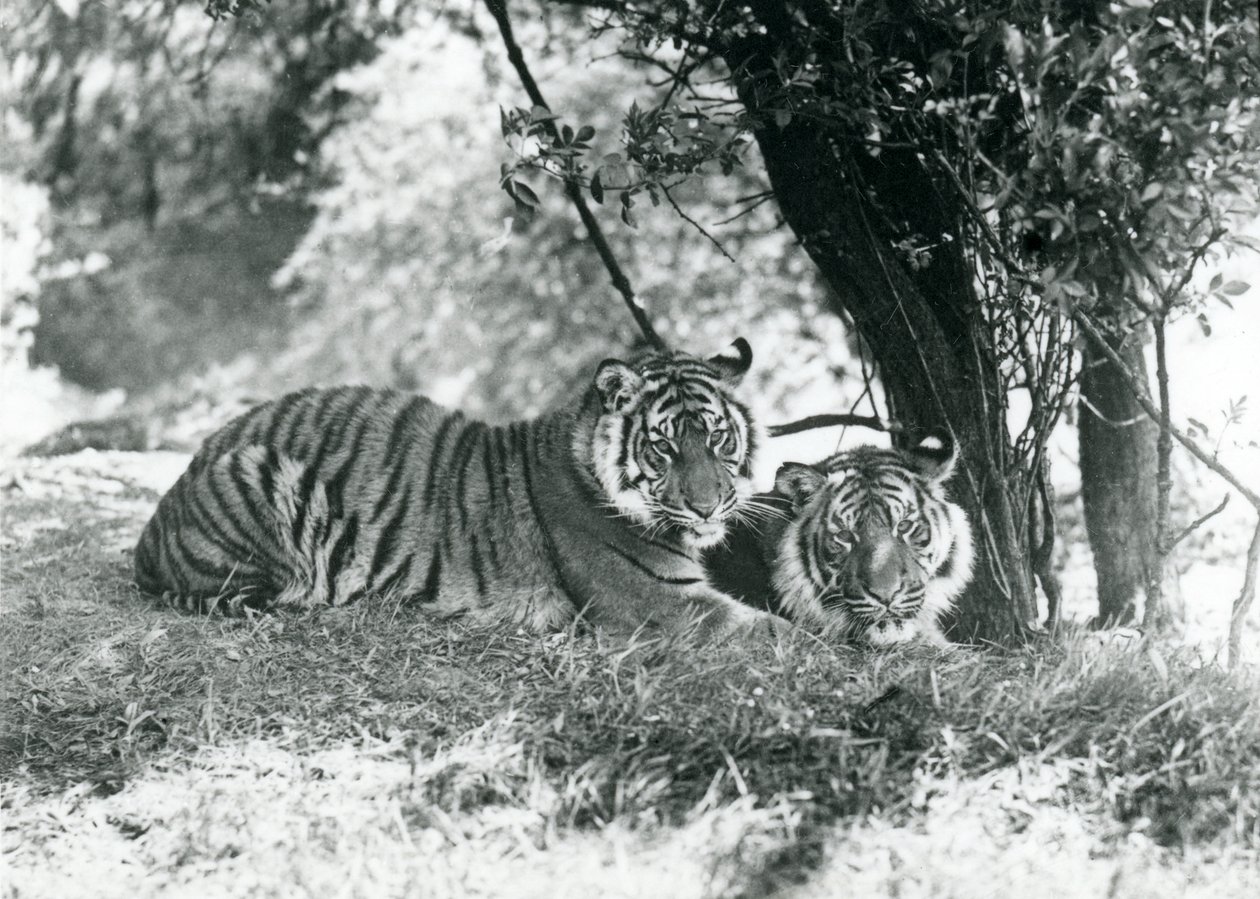 Dva tygři odpočívající pod malým stromem ve svém novém výběhu ve Whipsnade, květen 1934 od Frederick William Bond