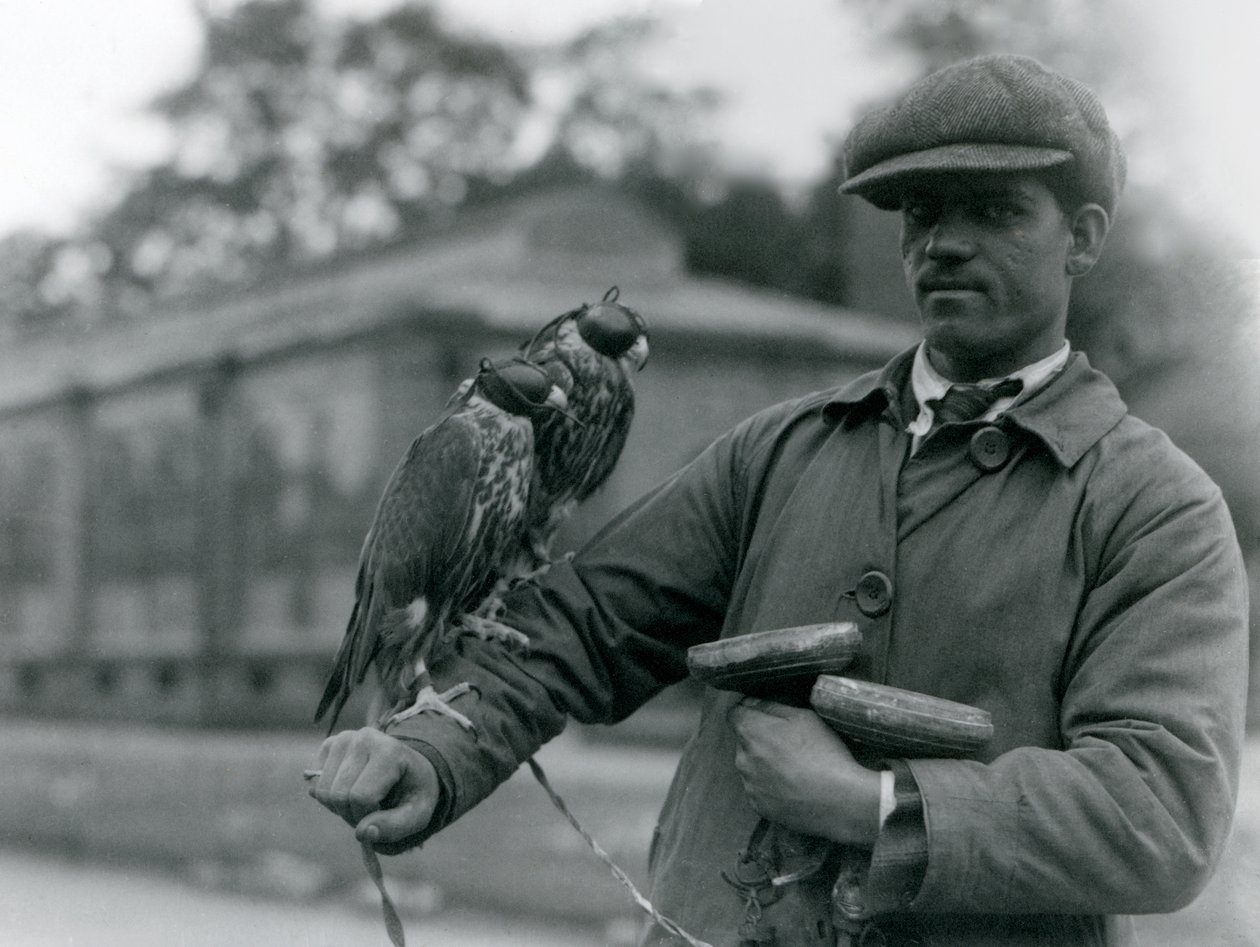 Dva sokolové s kapucí sedící na paži svého sokolníka v londýnské zoo, červen 1923 (černobílá fotografie) od Frederick William Bond