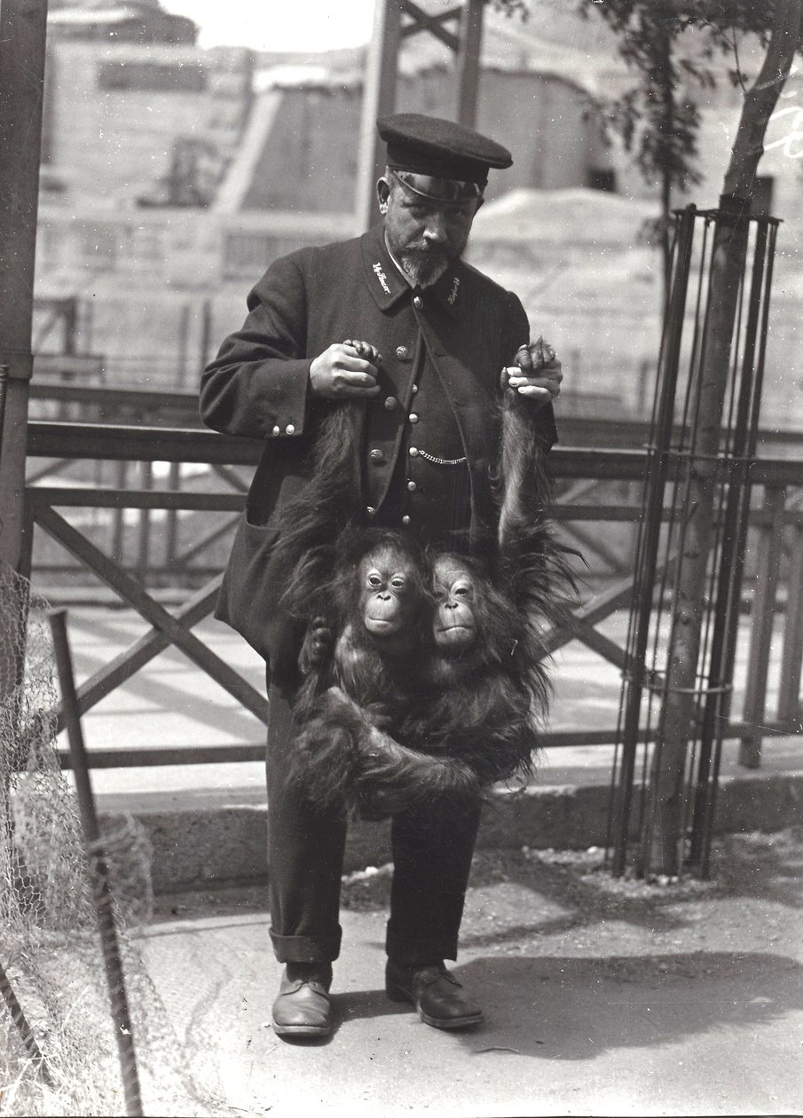 Dva mladí orangutani drženi za ruce chovatelem Rodwellem v londýnské zoo, duben 1916 od Frederick William Bond