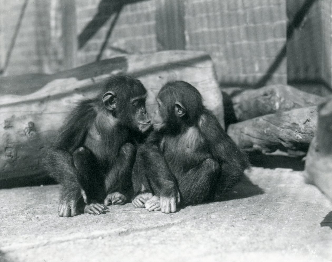 Dva mladí šimpanzi, Boo boo a Bibi, Kiss. Londýnská zoo, září 1927 od Frederick William Bond