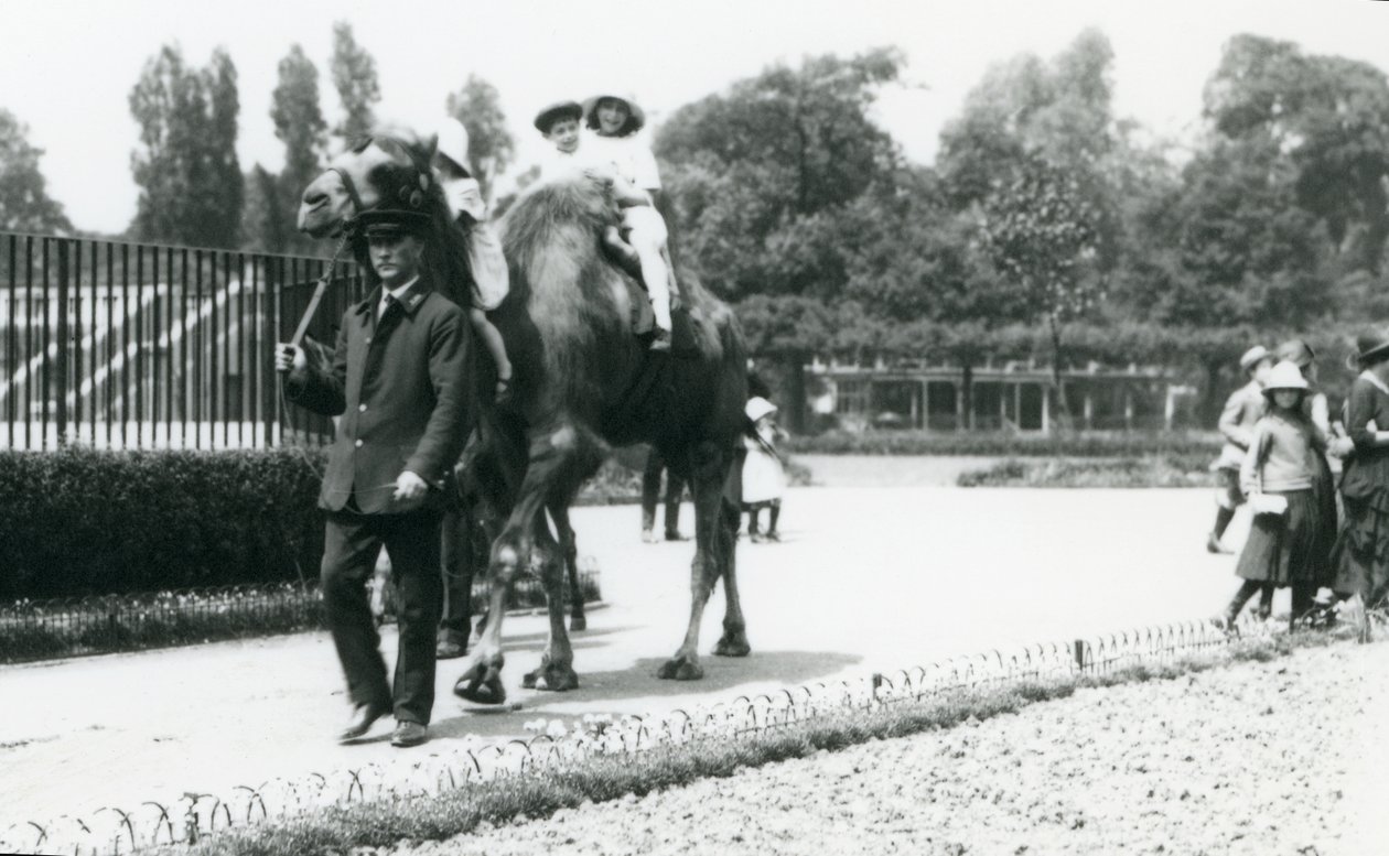 Dva mladí návštěvníci na velbloudu baktrijském, vedeni ošetřovatelem, v londýnské zoo, srpen 1922 (čb fotografie) od Frederick William Bond
