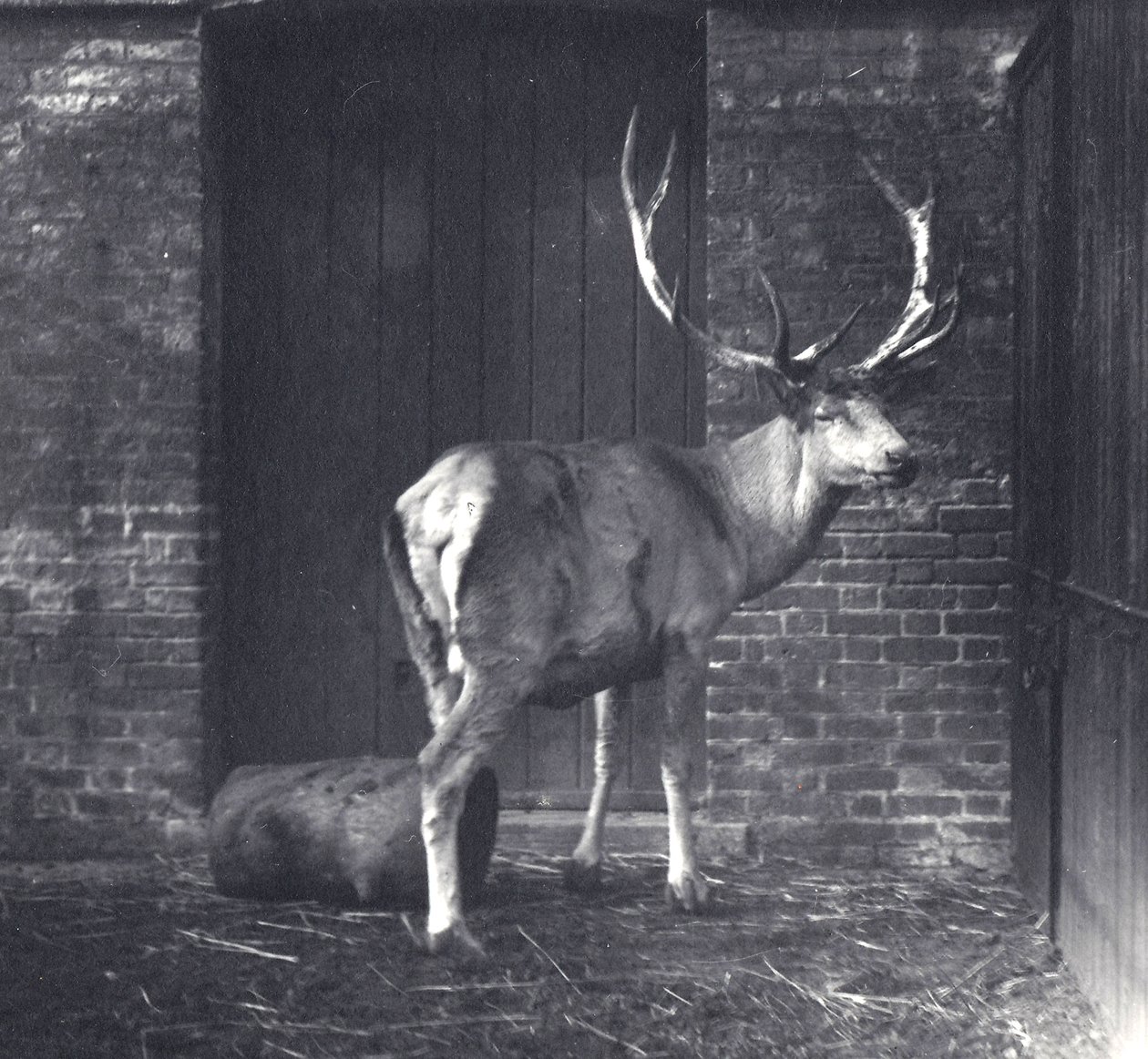 Wallichův jelen, také známý jako Shou, středoasijský nebo tibetský jelen, v londýnské zoo, prosinec 1917 od Frederick William Bond