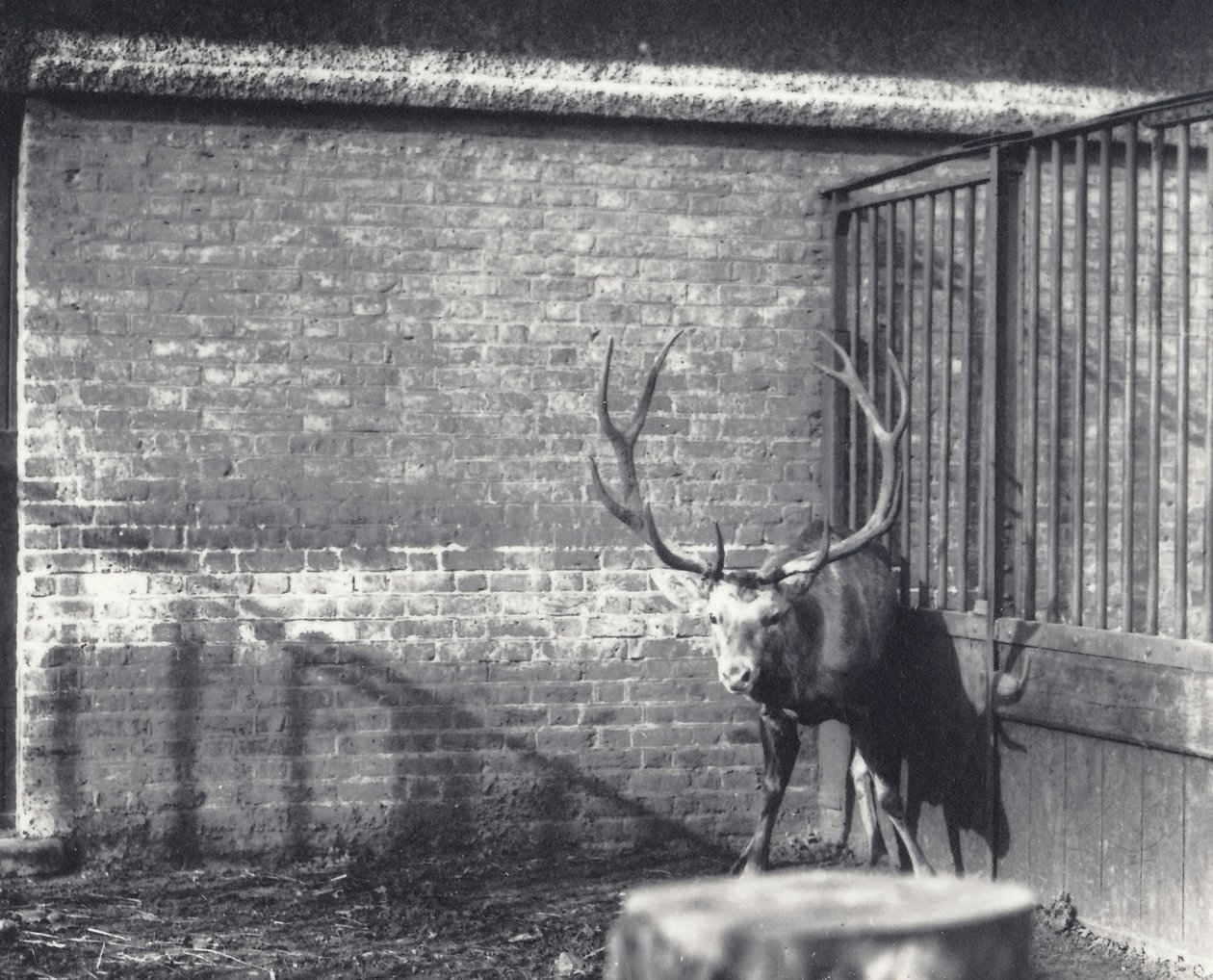 Wallichův jelen, také známý jako Shou, středoasijský nebo tibetský jelen, v londýnské zoo, prosinec 1917 od Frederick William Bond
