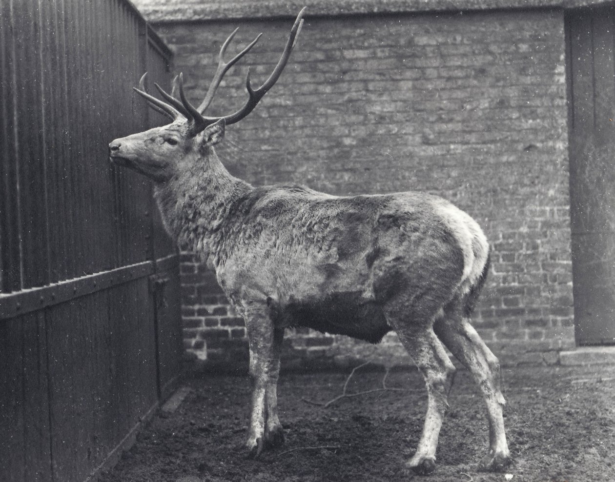 Wallichův jelen, také známý jako Shou, středoasijský nebo tibetský jelen, v londýnské zoo, 1916 od Frederick William Bond