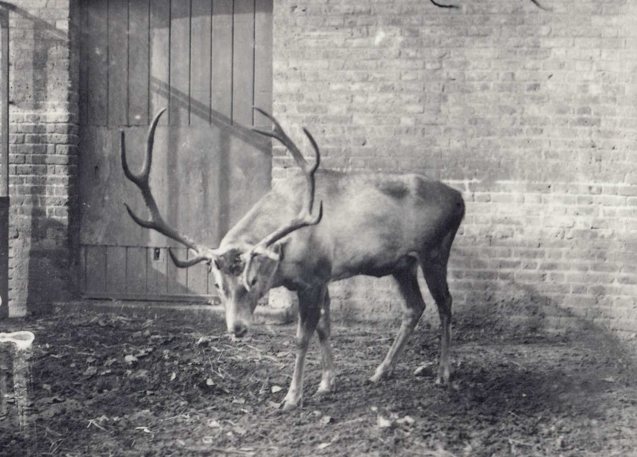 Jelen Wallichův, známý také jako jelen šou, středoasijský nebo tibetský, v londýnské zoo, prosinec 1917 od Frederick William Bond