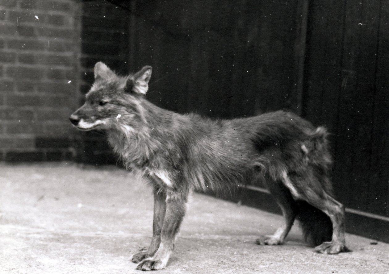 Divoký pes v ZSL London Zoo od Frederick William Bond