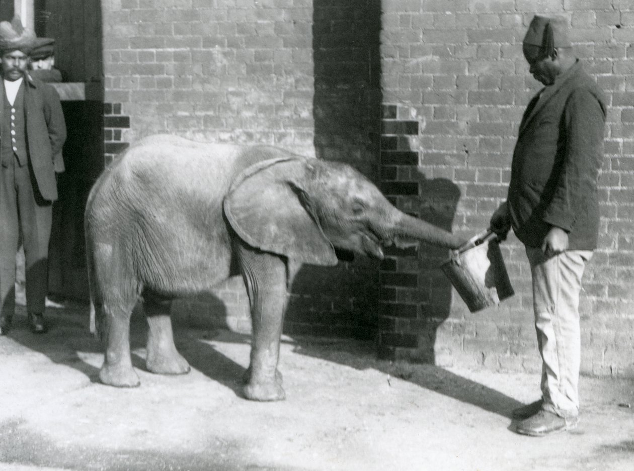Mladého slona afrického Kiberenge krmí Darisha, zatímco Syed Ali se dívá na pozadí, Londýnská zoo, září 1923 (černobílá fotografie) od Frederick William Bond