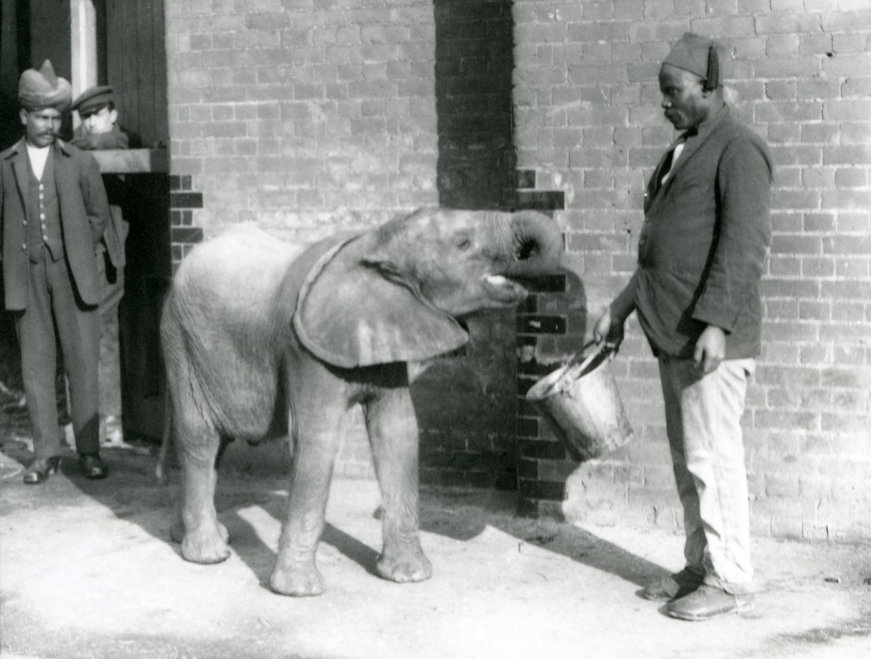 Mladého slona afrického Kiberenge krmí Darisha, zatímco Syed Ali se dívá na pozadí, Londýnská zoo, září 1923 (černobílá fotografie) od Frederick William Bond