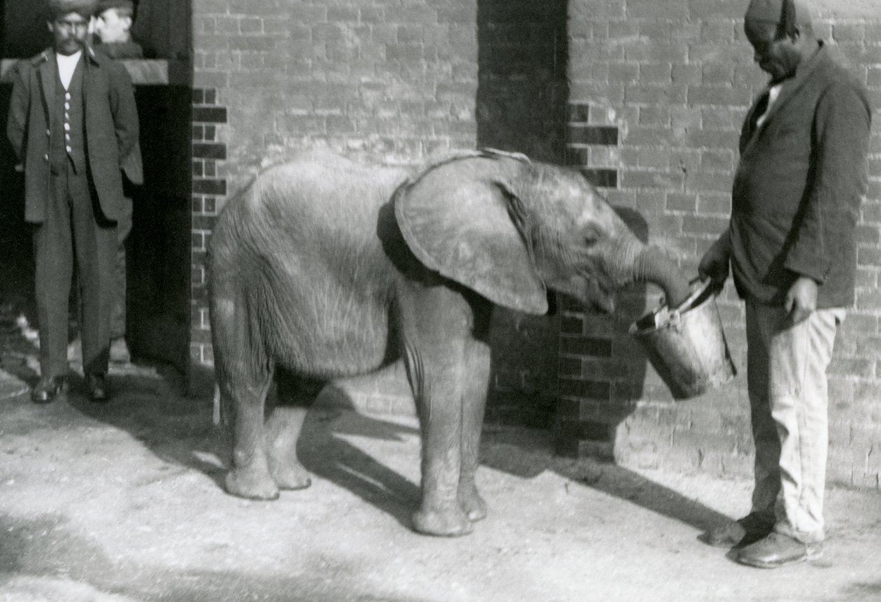 Mladého slona afrického Kiberenge krmí Darisha, zatímco Syed Ali se dívá na pozadí, Londýnská zoo, září 1923 (černobílá fotografie) od Frederick William Bond