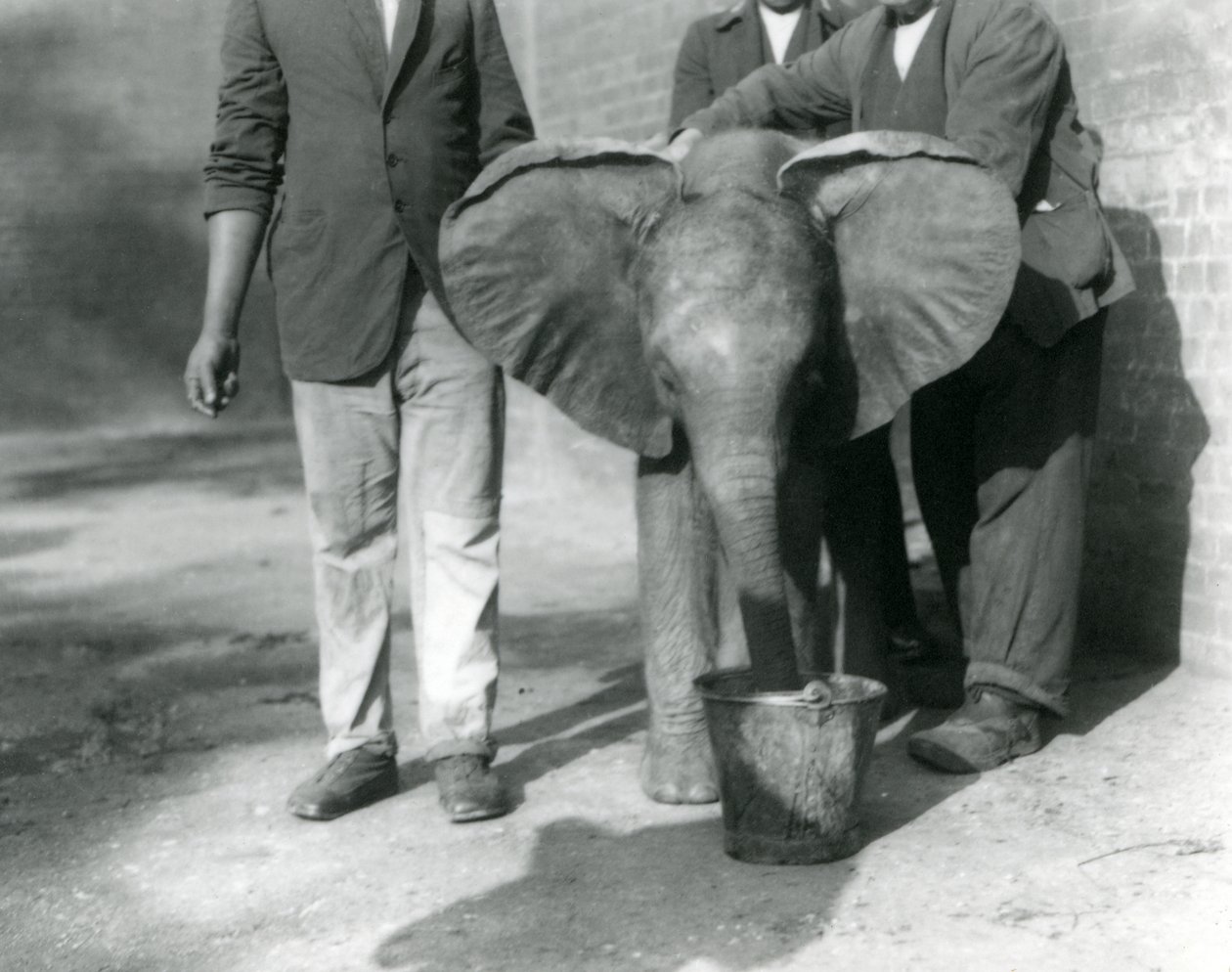 Mládě slona afrického Kiberenge dostává napít od Darishy a jeho ošetřovatelů, Londýnská zoo, září 1923 (čb fotografie) od Frederick William Bond