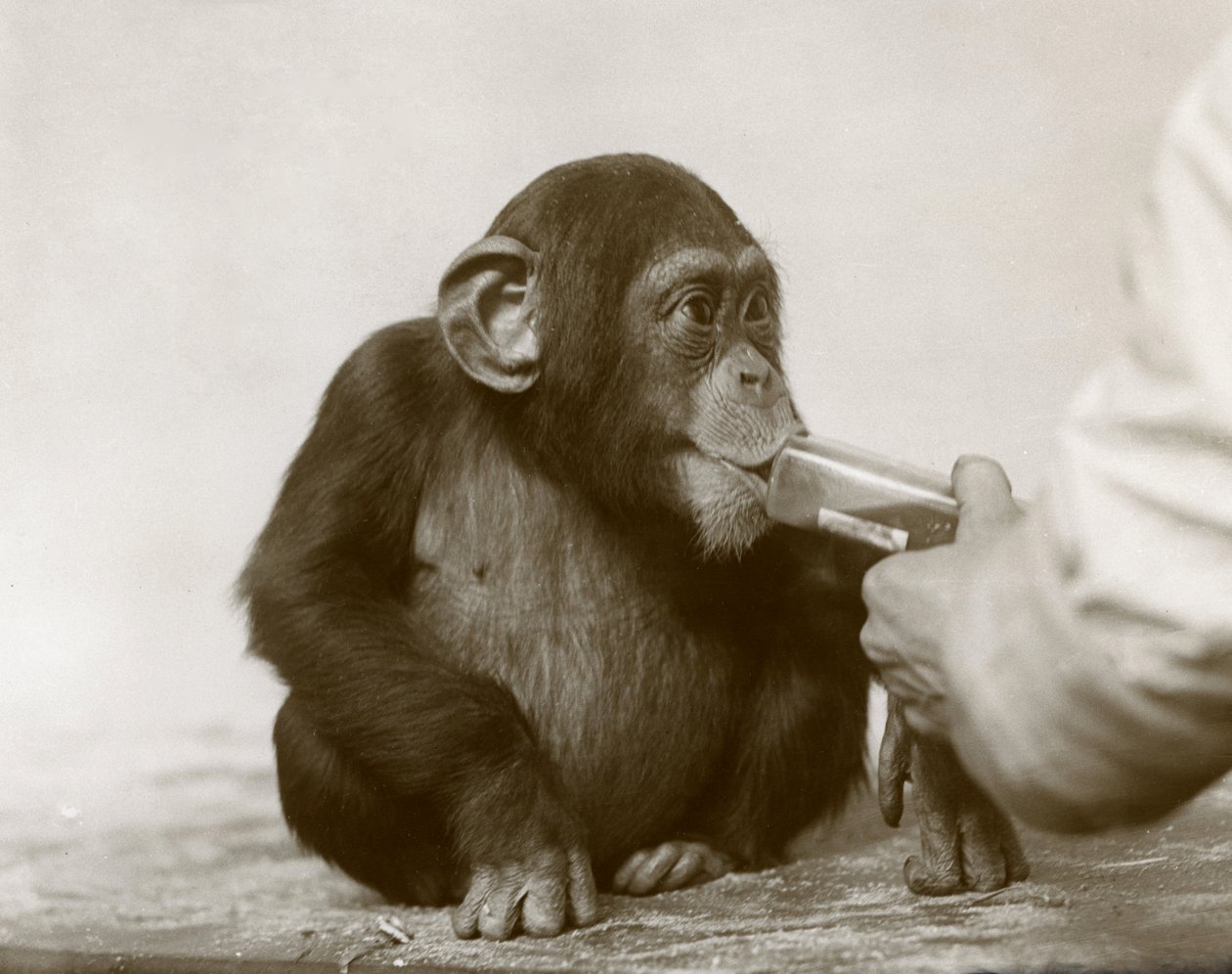 Šimpanzí mládě "Johnnie" užívající olej z tresčích jater v londýnské zoo, duben 1923 od Frederick William Bond