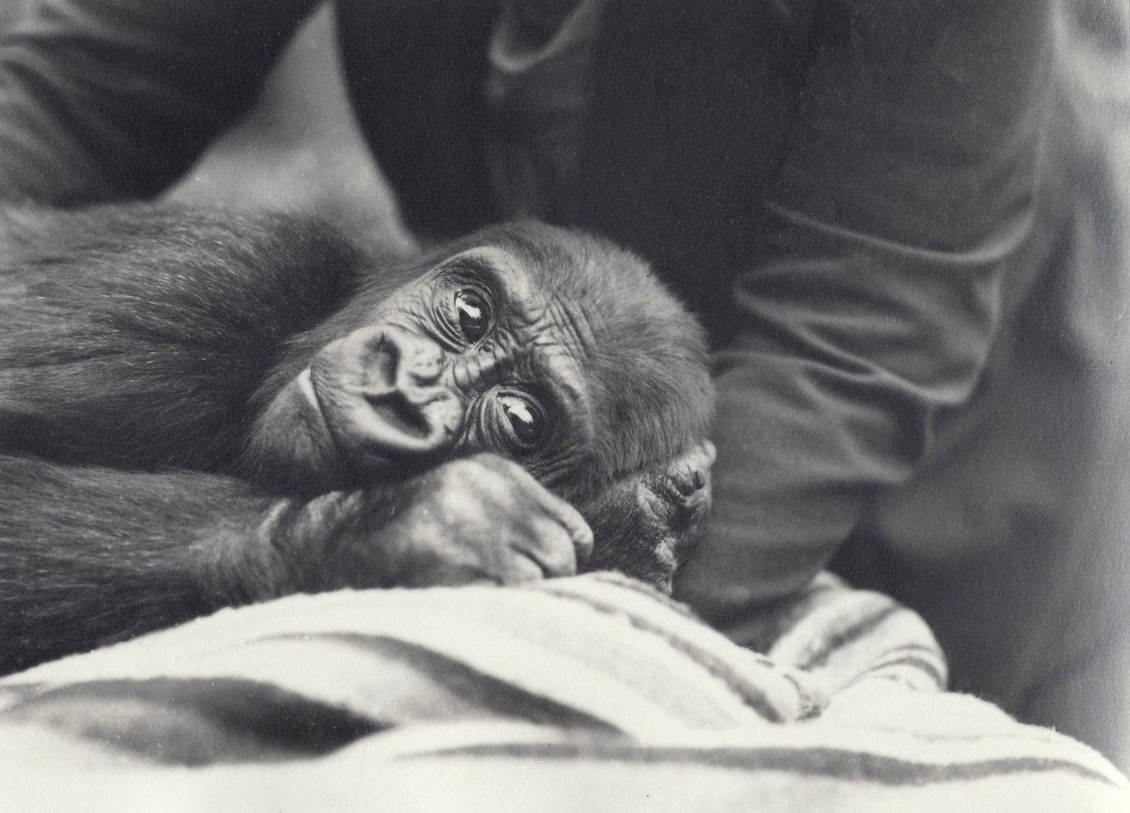 Mladá gorila „John David“ ve věku 5 let držená chovatelem na dece v londýnské zoo, září 1919 od Frederick William Bond