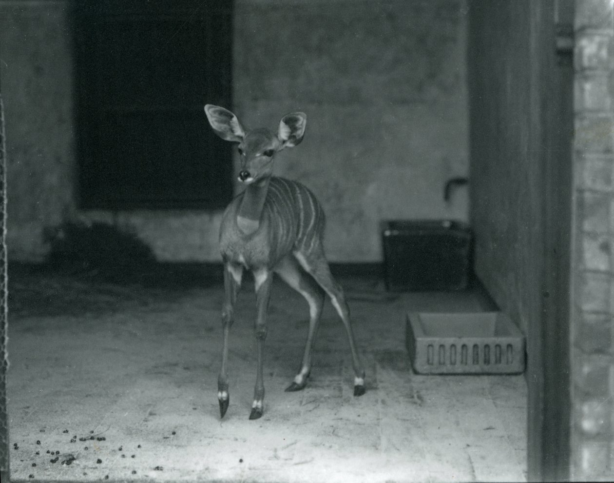 Mládě kudu malého v londýnské zoo, 1914 od Frederick William Bond