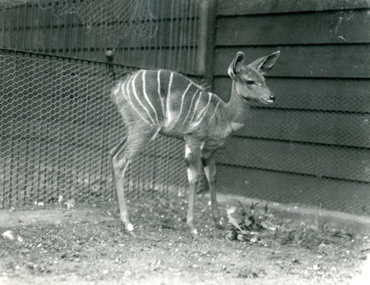 Young Lesser Kudu v londýnské zoo, 1914. od Frederick William Bond