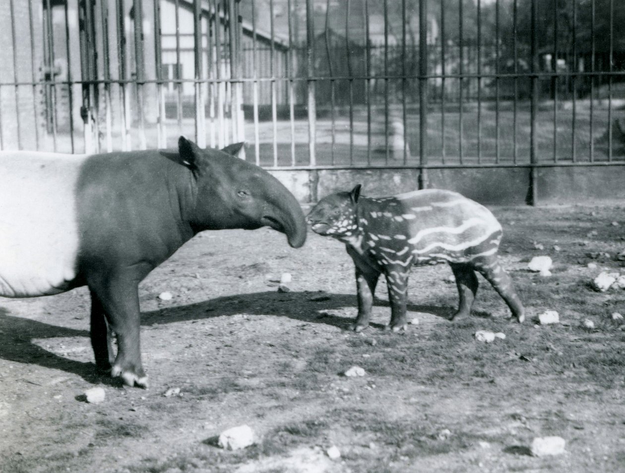 Mladý tapír malajský se svou matkou v londýnské zoo, 5. října 1921 od Frederick William Bond