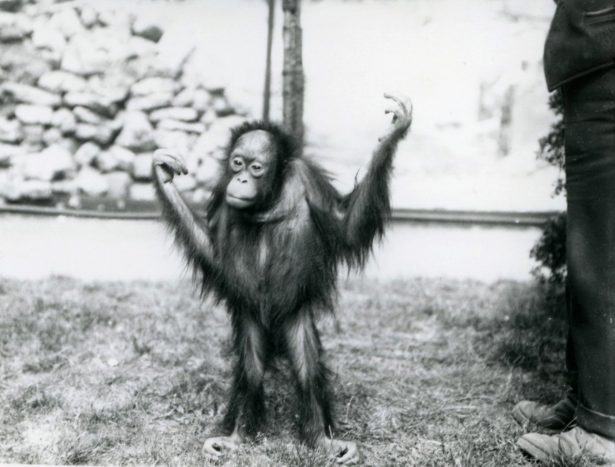 Mladý orangutan v londýnské zoo, červen 1915 od Frederick William Bond