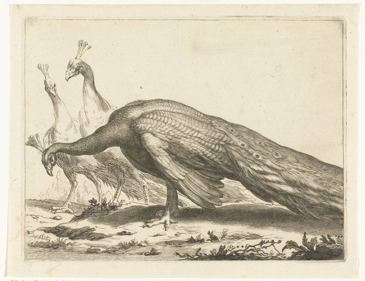 pávi Kniha kreslení Abrahama Bloemaerta (název série) od Frederick Bloemaert