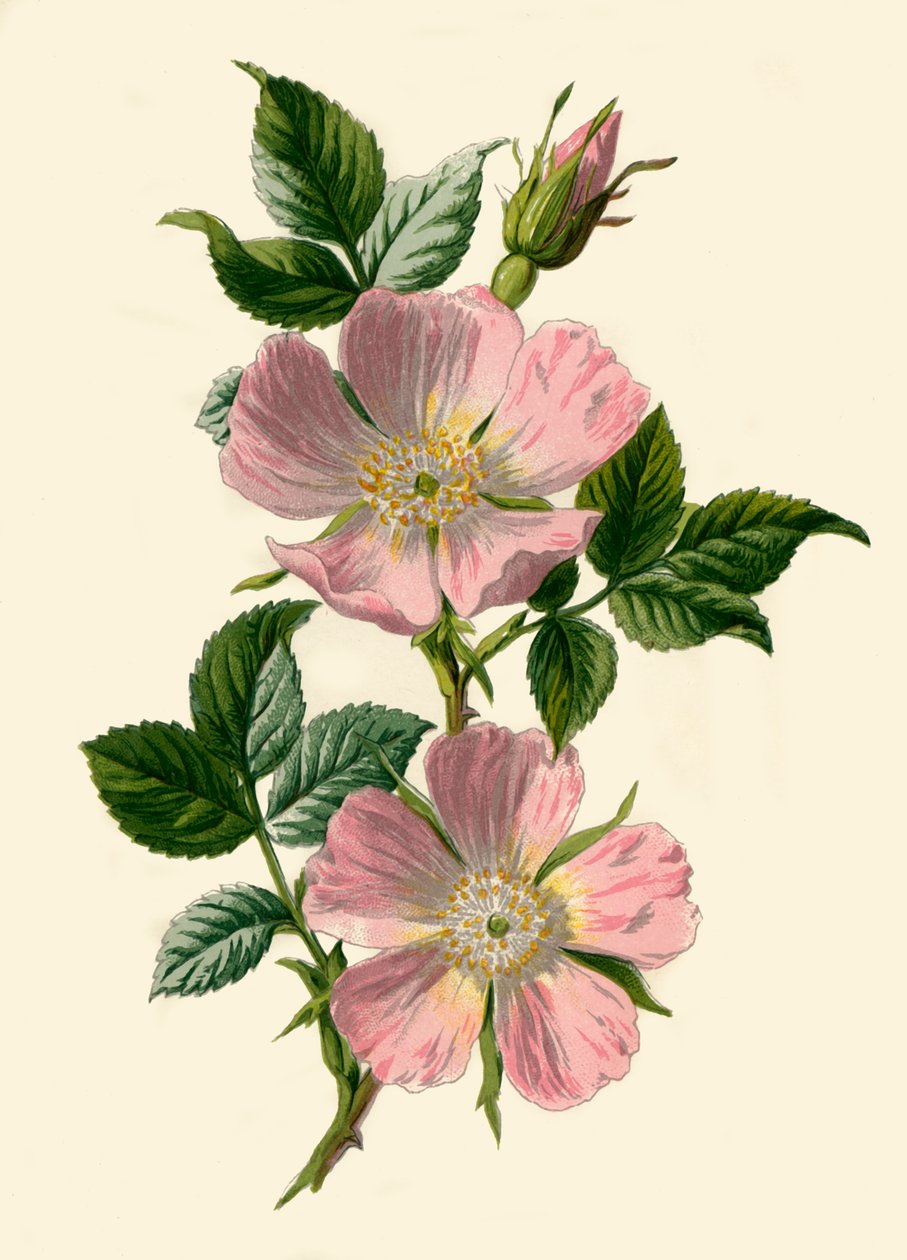 Dog-Rose, 1877. od Frederick Edward Hulme