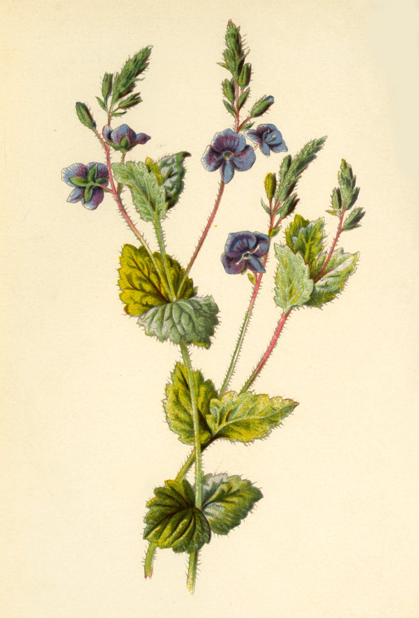 Germander Speedwell, 1877. od Frederick Edward Hulme