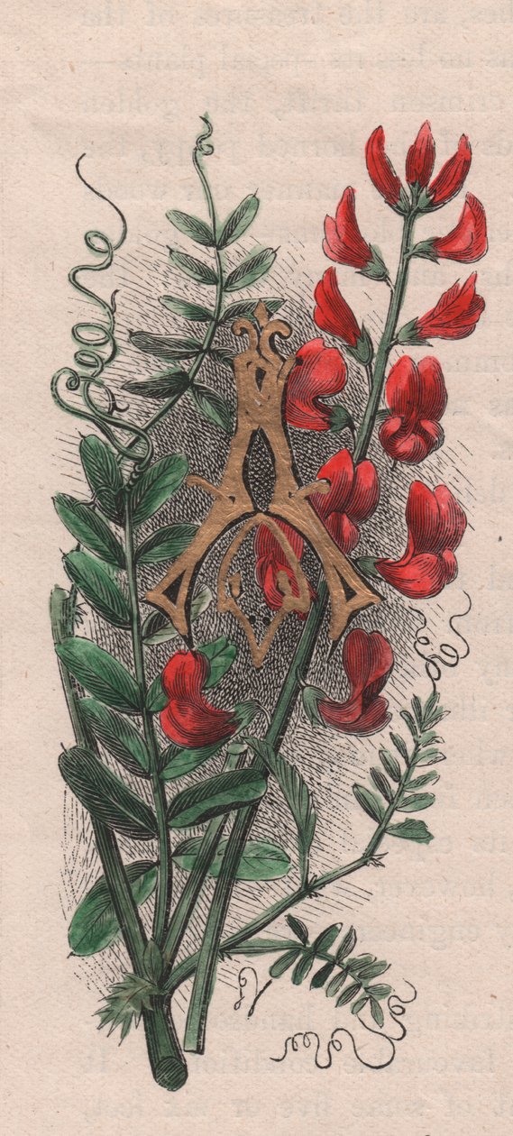 Písmeno A, kapací dopis, akvarel, rytina, cm 10x5, od Fredericka Edwarda Hulmeho (1841-1909) z The familiar Garden Flower, kolem roku 1880 od Frederick Edward Hulme