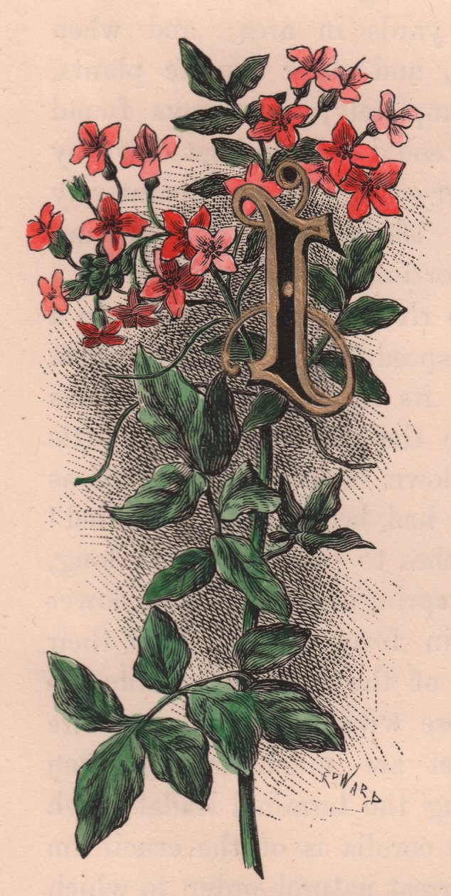 Písmeno I, kapací dopis, rytina akvarelem, cm 10x5, od Fredericka Edwarda Hulmeho (1841-1909) ze známého zahradního květu, kolem roku 1880 od Frederick Edward Hulme