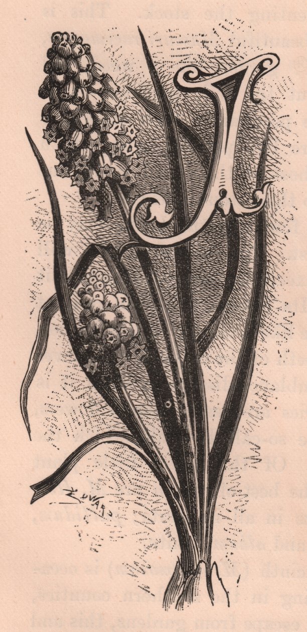 Písmeno J, dopis s uzávěrem, rytina, cm 10x5, Frederick Edward Hulme (1841-1909) z The familiar Garden Flower, circa 1880 od Frederick Edward Hulme