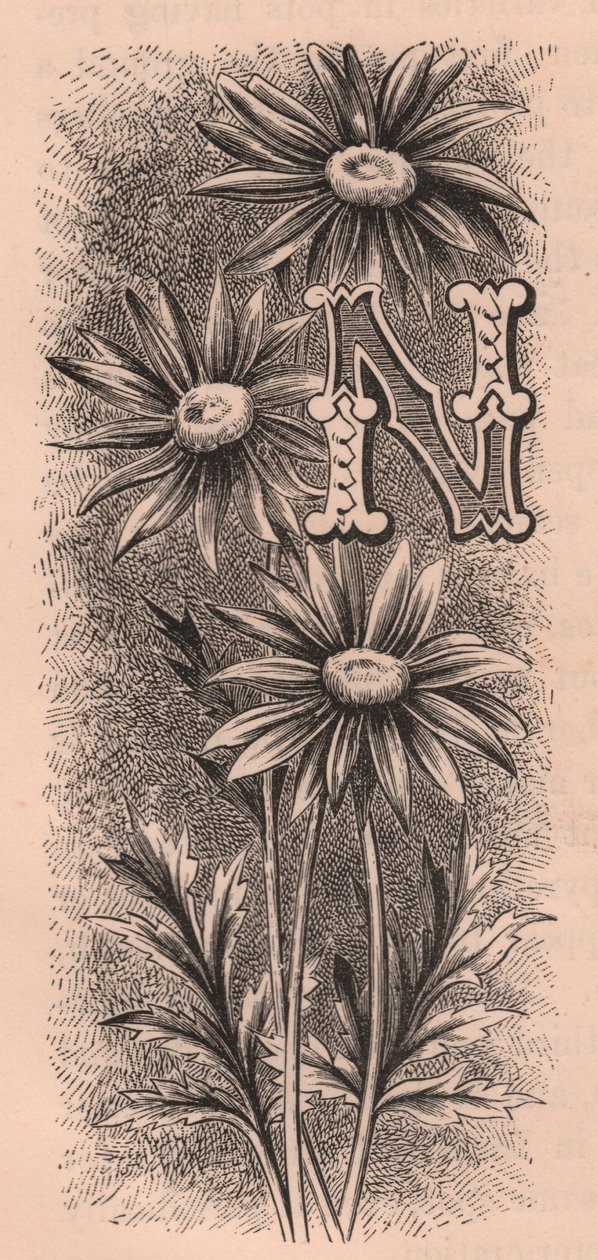 N-kirjain, korkkikirjain, kaiverrus, cm 10x5, kirjoittanut Frederick Edward Hulme (1841-1909) Tutusta puutarhakukkasta, noin 1880 od Frederick Edward Hulme