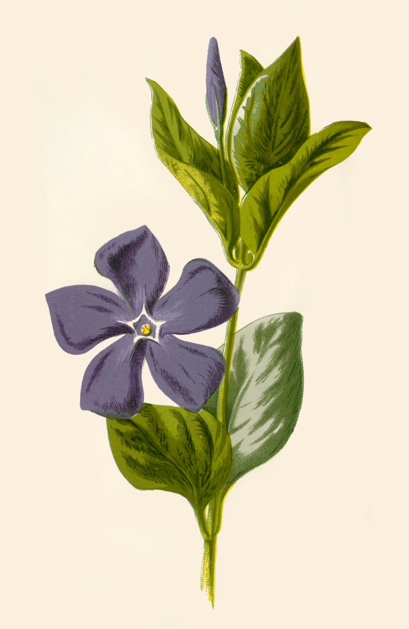 Barvínek, 1877. od Frederick Edward Hulme