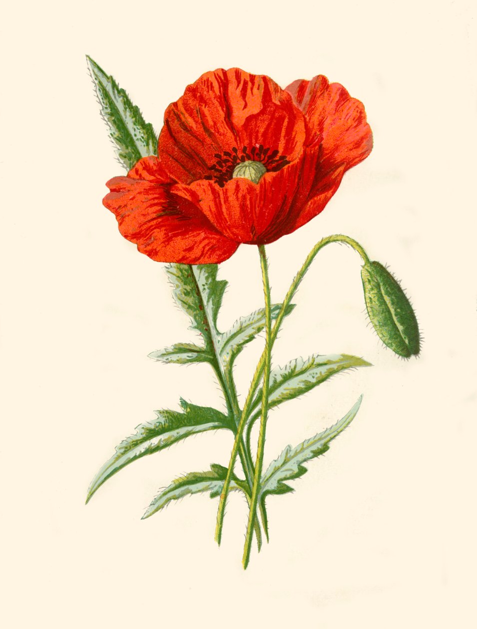 Scarlet Poppy, 1877. od Frederick Edward Hulme