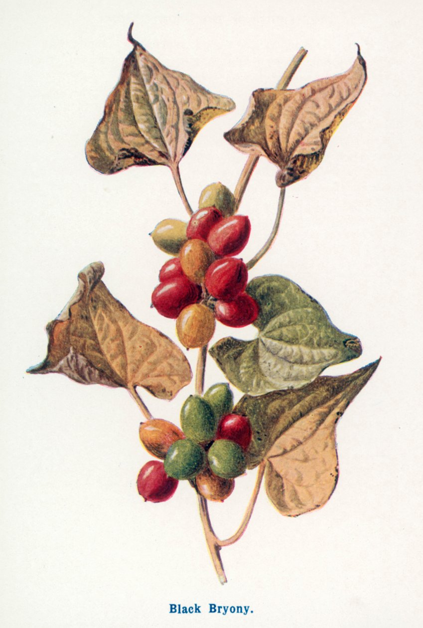 Divoké plody venkova: (barevná litografie) od Frederick Edward Hulme