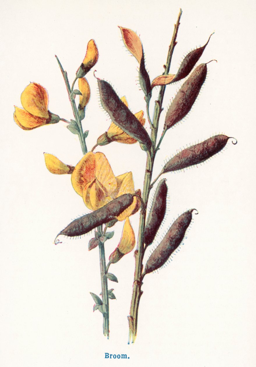  od Frederick Edward Hulme