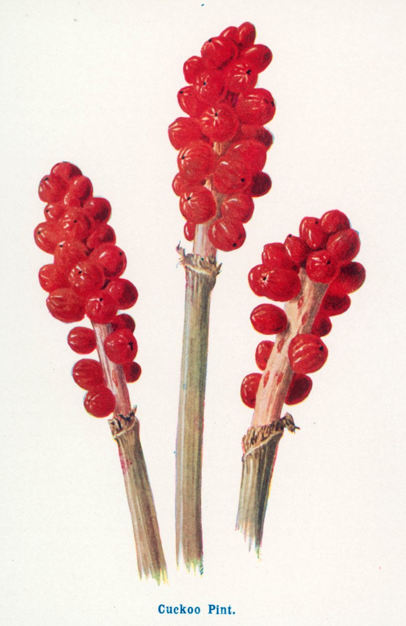 Divoké plody venkova: (barevná litografie) od Frederick Edward Hulme